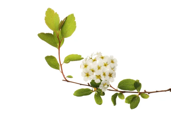 Spirea Fleurs Feuillage Isolé Contre Blanc — Photo