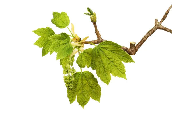 Frisse Lente Sycamore Acer Pseudpltanus Bladeren Bloem Geïsoleerd Tegen Wit — Stockfoto