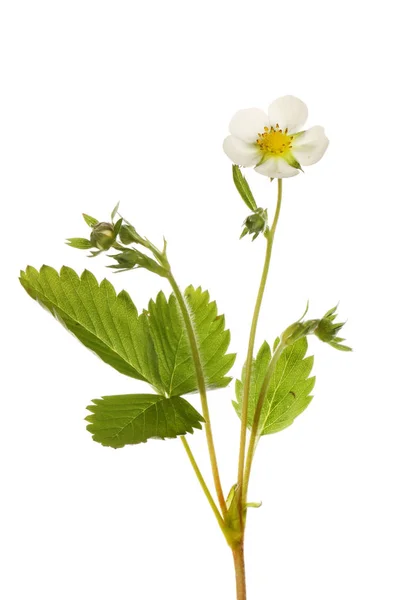 Fresa Silvestre Fragaria Vesca Flor Follaje Aislados Contra Blanco — Foto de Stock