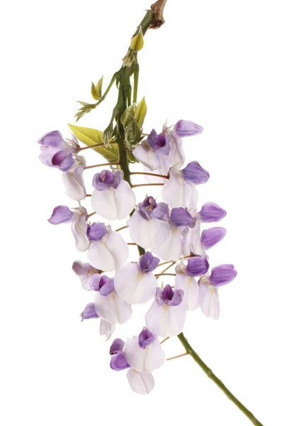 Closeup Flores Wisteria Isolado Contra Branco — Fotografia de Stock