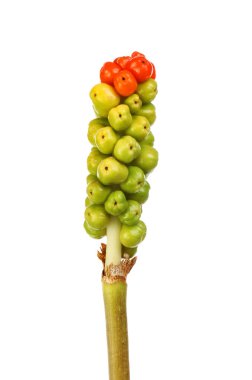 Arum maculatum çilek beyaz karşı izole olgunlaşma