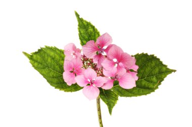 Pembe ortanca ortanca beyaz karşı izole