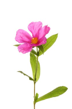 Beyaz karşı izole pembe rock-gül çiçek, Cistus incanus,