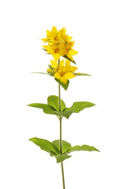 Sarı loosestrife, Lysimachia vulgaris, çiçek ve yeşillik beyaz karşı izole
