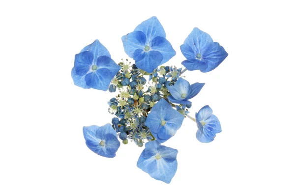 Пастельно Голубой Цветок Lacecap Hyhesgea Изолирован Белого — стоковое фото