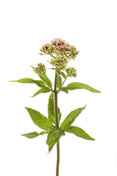 Hemp Agrimony Eupatorium Cannabinum Flowers Foliage Isolated White — Stock Photo, Image