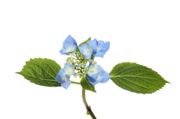 Lacecap Hydrangea Hydrangea Macrophylla Fiore Fogliame Isolati Contro Bianco — Foto Stock