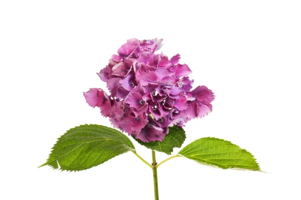 Hortensia Violet Fleur Feuillage Isolé Contre Blanc — Photo