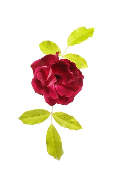 Dusky Vermelho Rosa Flor Folhagem Isolada Contra Branco — Fotografia de Stock