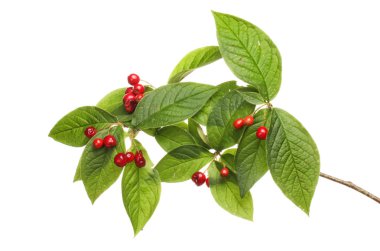 dağ muşmulası yaprakları ve meyveleri karşı beyaz izole