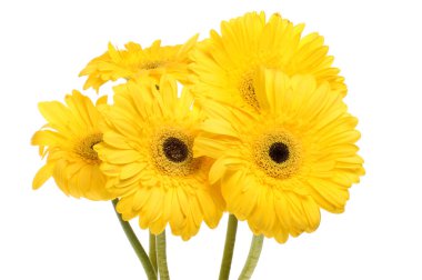 Beyaz karşı izole Gerbera'lardan Grup