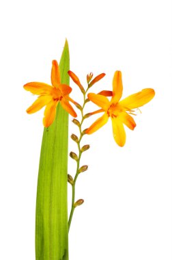 Arizona çiçek ve yaprak beyaz karşı izole