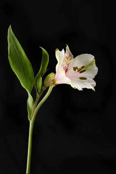 Alstroemeria 블랙에 — 스톡 사진
