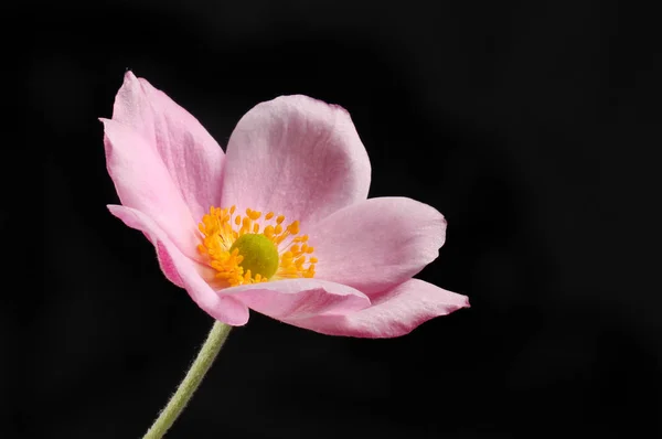 Japanska Anemone Blomma Isolerade Mot Svart — Stockfoto