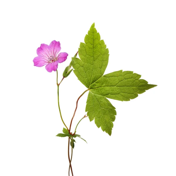 Midsommarblomster Geranium Blomma Och Blad Isolerade Mot Vit — Stockfoto