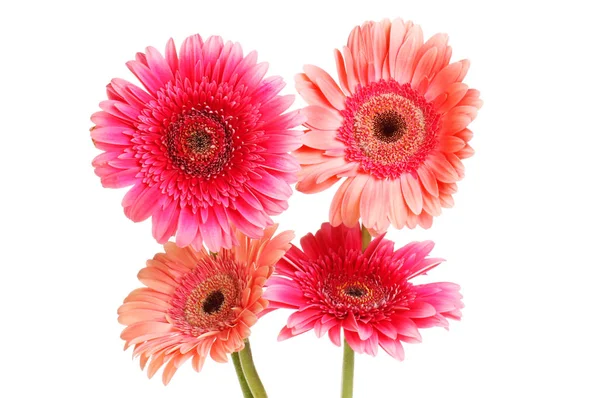 Four Gerbera Daisies Isolated White — Stock Photo, Image