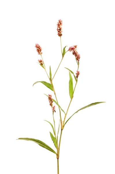 Rotschenkel Persicaria Maculosa Blüten Und Laub Isoliert Gegen Weiß — Stockfoto