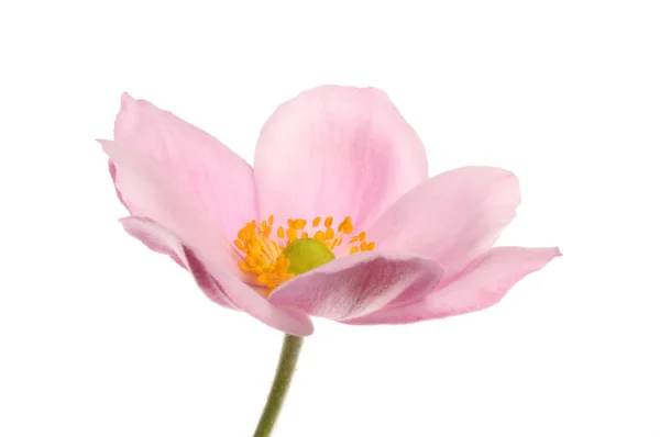 Rosa Japanische Anemonenblume Isoliert Gegen Weiß — Stockfoto
