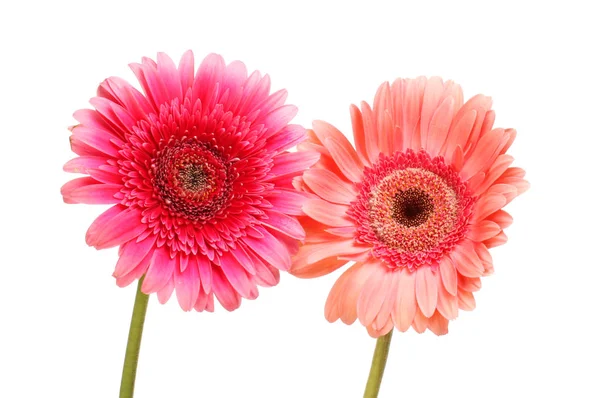 Two Gerbera Daisy Flowers Isolated White — Stock Photo, Image