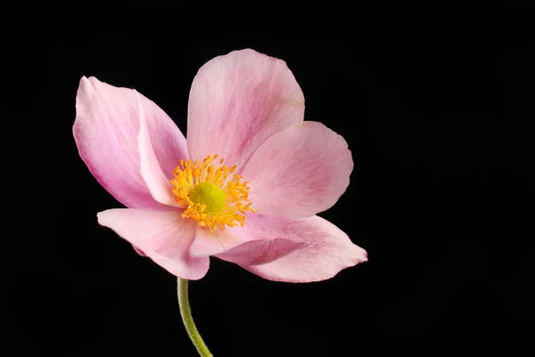 Japanische Anemonenblume Isoliert Gegen Schwarz — Stockfoto