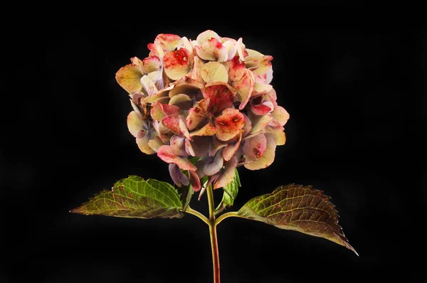 Herbstliche Farben Einer Verblassenden Hortensienblüte Und Blättern — Stockfoto