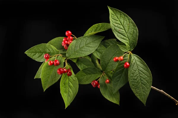 Cotoneaster Blätter Und Reife Rote Beeren Isoliert Gegen Schwarz — Stockfoto