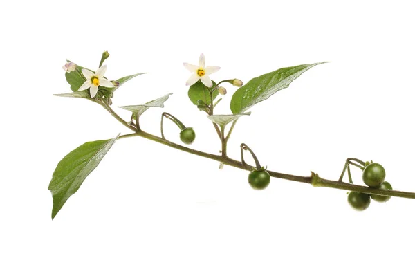 Black Nightshade Solanum Nigrum Flowers Foliage Fruit Isolated White — Stock Photo, Image