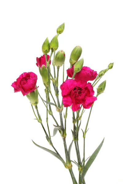 Carnation Flowers Buds Isolated White — Stock Photo, Image