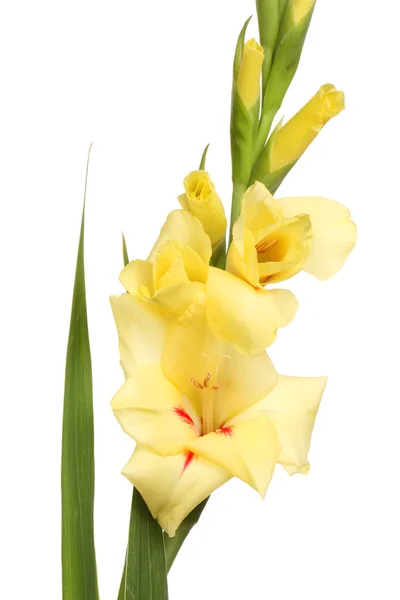 白に対して分離された淡い黄色のグラジオラスの花のクローズ アップ — ストック写真