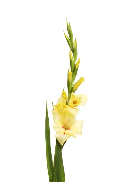 Flores Gladiolo Amarillo Pálido Follaje Aislado Contra Blanco — Foto de Stock
