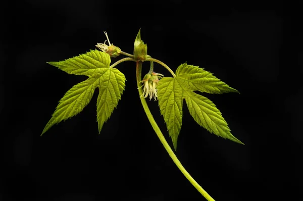Golden hop leaves and flowers isolated against black