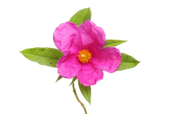 Magenta Rosenblüte Cistus Incanus Isoliert Gegen Weiß — Stockfoto
