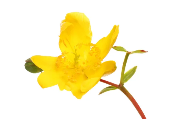 Żółty Hypericum Kwiat Białym Tle Biały — Zdjęcie stockowe