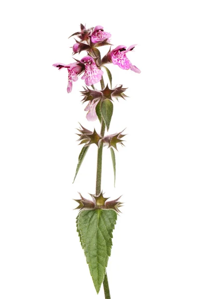 Marsh Woundwort Stachys Palusris Flores Follaje Aislados Contra Blanco —  Fotos de Stock