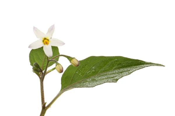 Черная Пасмурная Тень Solanum Nigrum Листья Цветов Изолированы Белых — стоковое фото