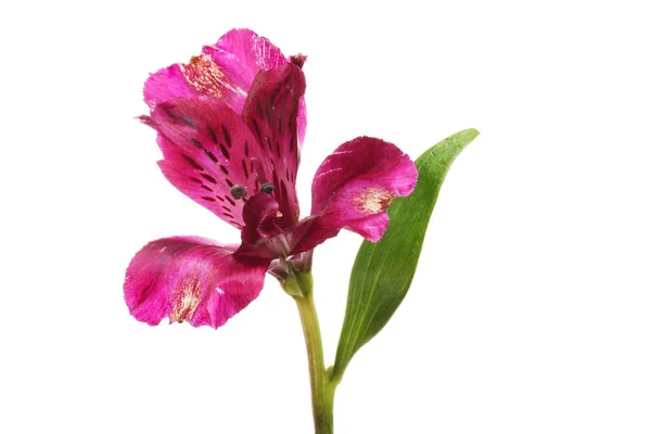 Lila Alstroemeria Blomma Och Blad Isolerade Mot Vit — Stockfoto