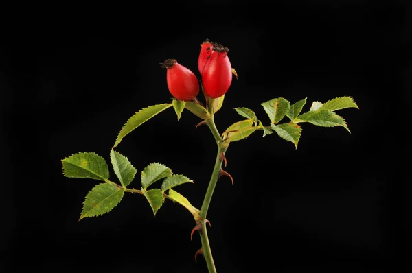 Dzikiej Róży Liści Białym Tle Czarny — Zdjęcie stockowe