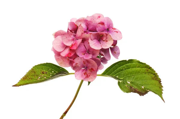 Hortensia Flétrissant Fleur Feuilles Isolées Contre Blanc — Photo