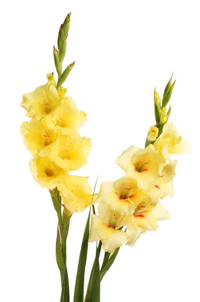 Dos Espigas Flores Gladioli Aisladas Contra Blanco — Foto de Stock