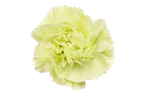 Pale Green Carnation Flower Isolated White — Stock Photo, Image