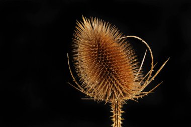 Siyah karşı izole bir teasel closeup