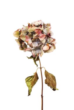 Solana ortanca çiçek ve yeşillik beyaz karşı izole