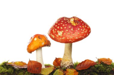 Yosun ve yaprak çöp beyaz bir arka plan karşı büyüyen sinek agaric mantar