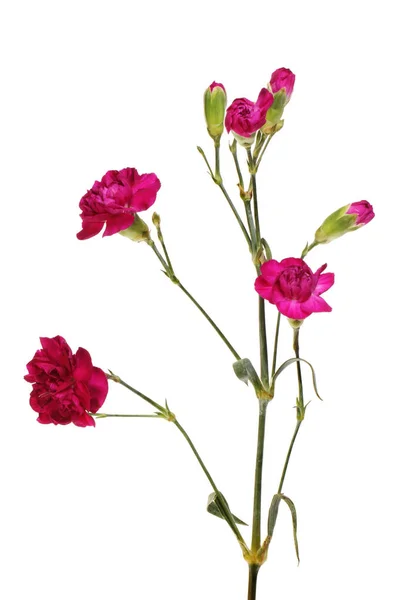 Flores Clavel Rojas Aisladas Contra Blanco —  Fotos de Stock