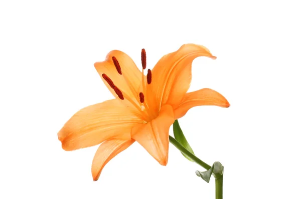 Fleur Lis Orange Isolée Contre Blanc — Photo