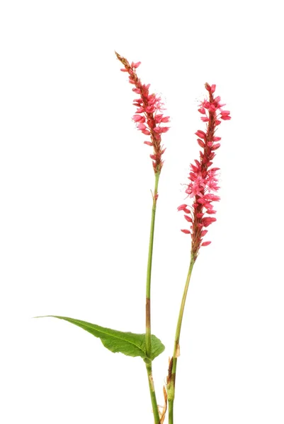 Firetail Persicaria Amplexicaulis Flores Follaje Aislados Contra Blanco —  Fotos de Stock