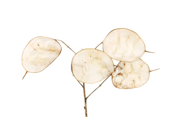 Honesty Seed Pods Isolated White — Stock Photo, Image