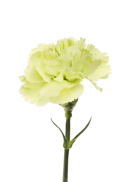 Halvány Zöld Szegfű Virág Elszigetelt Fehér Ellen — Stock Fotó