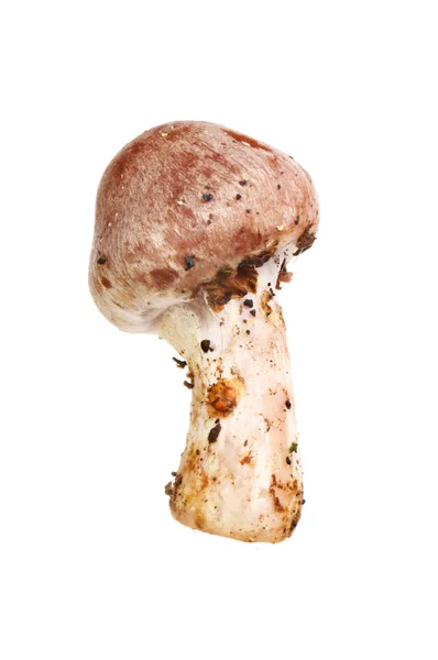 Toadstool Fungi Isolated White — Stock Photo, Image