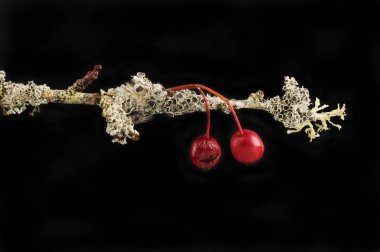 Alıç dal siyah karşı izole liken kaplı çilek ile